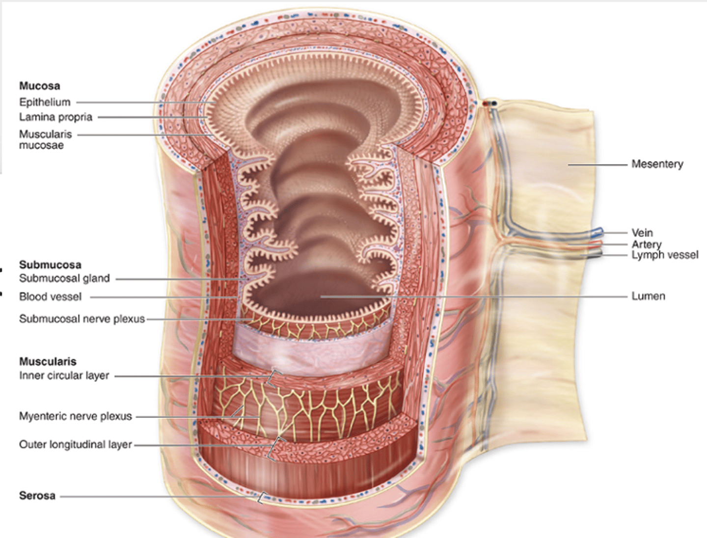 <p>What structures are found in the lamina propria in the digestive tract? (4)</p>