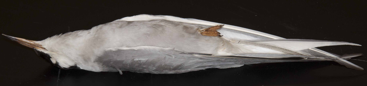 <p>Common Tern</p>