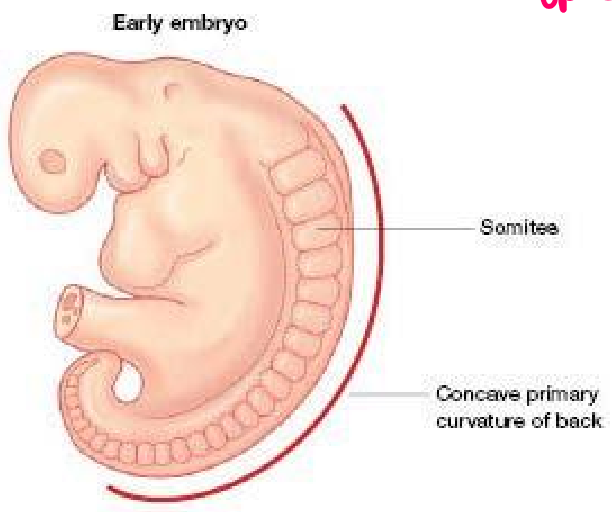 <p>Primary curvatures of the vertebral column</p><ul><li><p>Primary ‘C’ - shapes curvature seen in foetus</p></li></ul><p></p>
