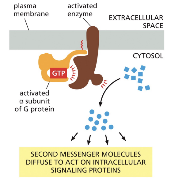<p>Enzymes activated by G proteins increase the concentrations of small intracellular signaling molecules, which diffuse to act on intracellular signaling proteins</p>