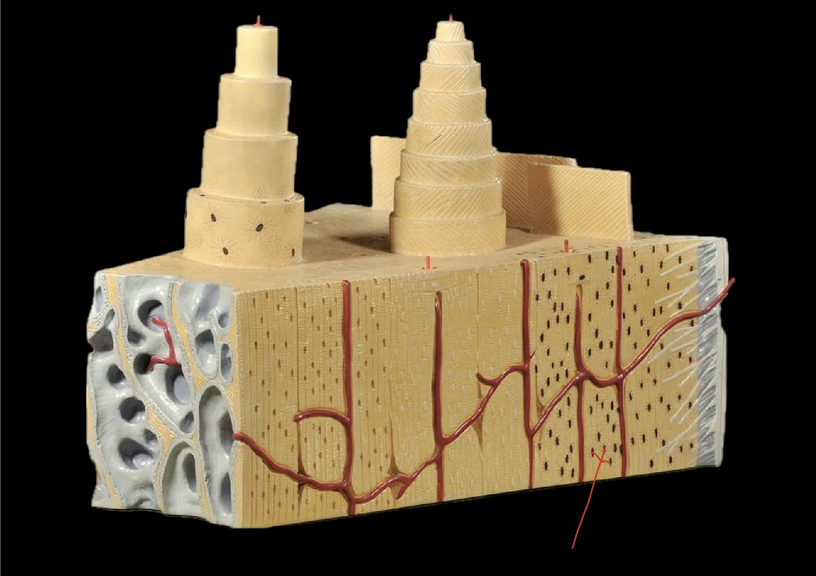 <p>What are these?</p>