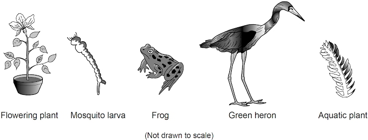 <p><span style="line-height: 1.5;"><br>Five different living organisms are represented below.</span></p><p><span style="line-height: 1.5;">Which statement about the organisms represented above is correct?</span></p>