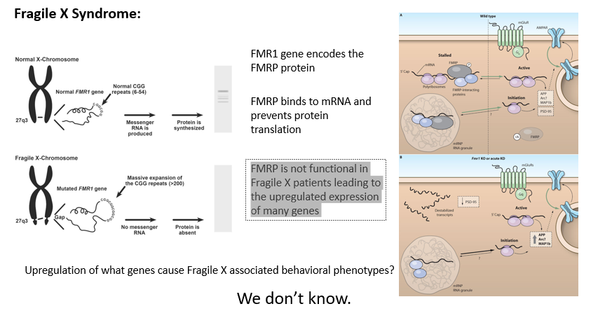 <p><span><strong>FMR1 gene encodes the FMRP protein</strong></span></p><p></p><p><span><strong>FMRP binds to mRNA and prevents protein translation</strong></span></p><p></p><p><span><strong>FMRP is not functional in Fragile X patients leading to the upregulated expression of many genes</strong></span></p><p></p><p></p><p><span>Normally there are CGG repeats 6 to 54 </span></p><p></p><p><span>In Fragile X there is a massive expansion of CGG repeats to over 200</span></p><p>ALl these repeats influence how readily the gene can be transcribed into mRNA becaause they keep the FMR gene wrapped very tightly around histones limitting mRNA that can be produced from the fMR1 gene</p><p></p><p>Normally when you activate MGLUR5 receptors that leads to an elevation of proteins that promote endocytosis of AMPA receptors</p><p></p><p>By removing FMRP causes an overreaction of cells to MGLUR5 activation and more proteins are upregulated that promote endocytosis of AMPA receptors causing a weakening of synapses.</p>