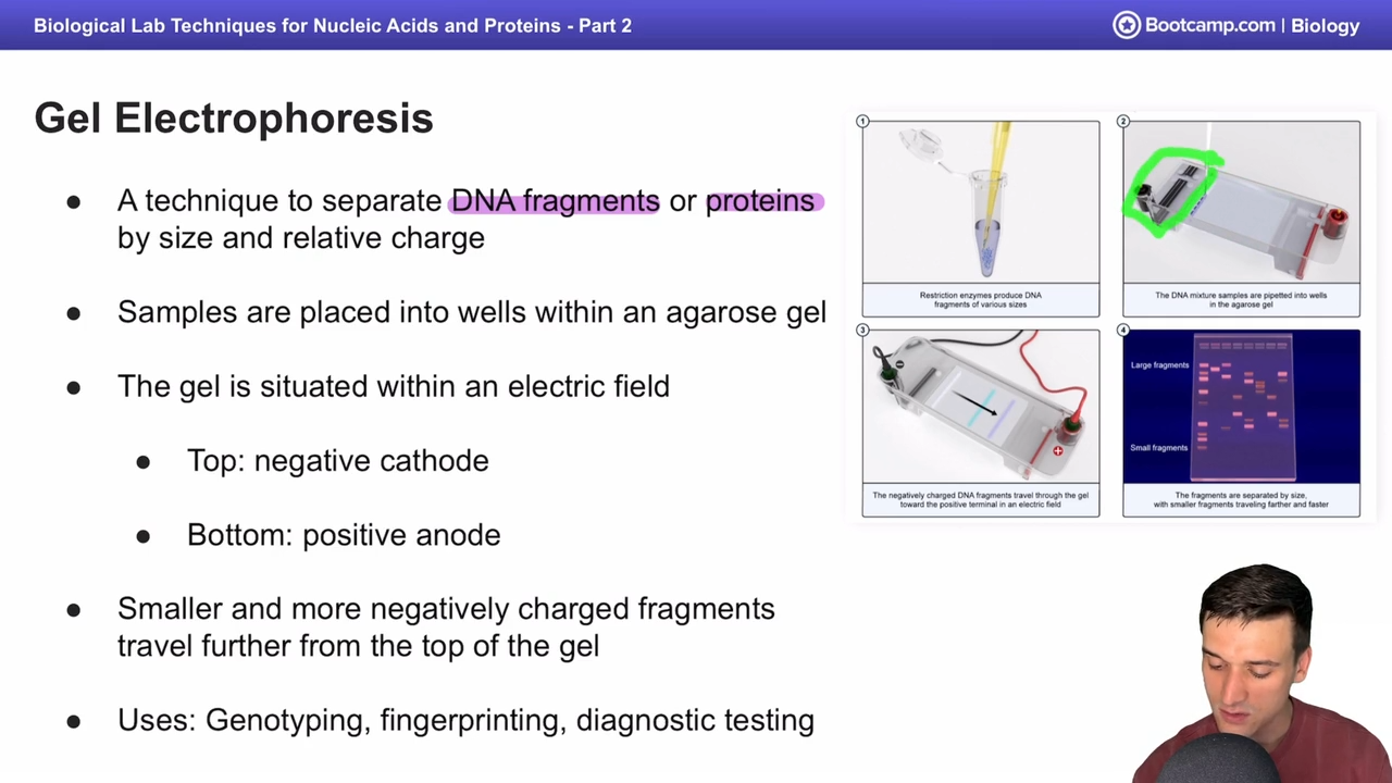 <p>technique used to seperate DNA fragments or protein fragments by size or negative charge in an agarose gel </p><p>with negative cathode on top and positive anode on the bottom </p>