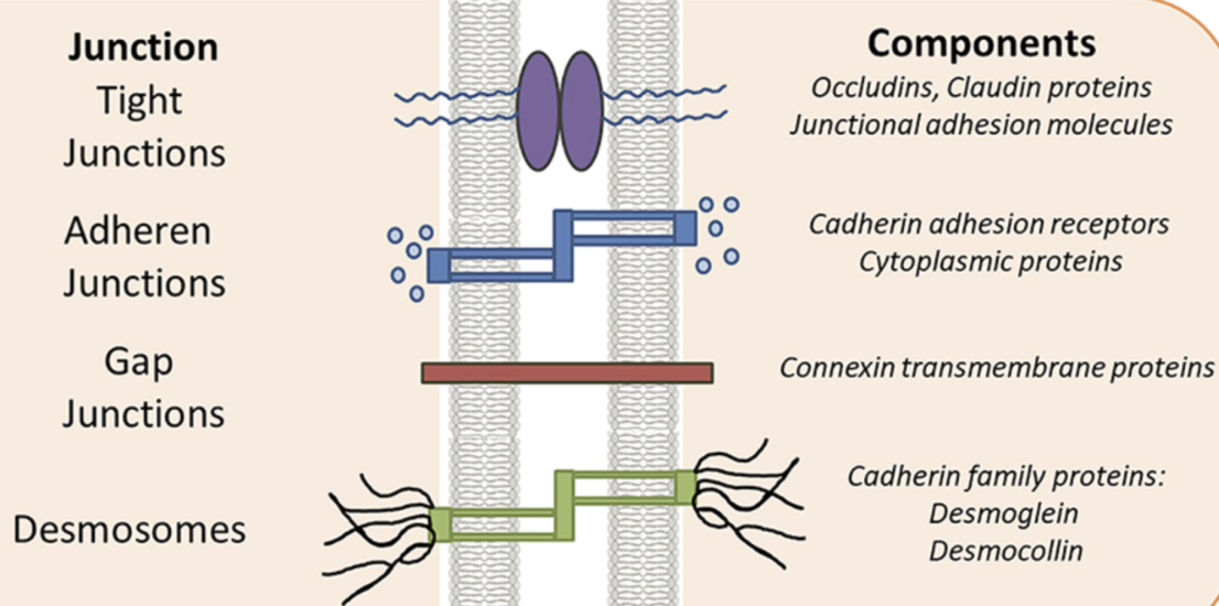 <p><span style="background-color: transparent;">Creates little channels between cells allows ions, small molecules and electrical signals to move from one cell to another</span></p><ul><li><p>Gap = goes between cells/communication </p></li></ul><p></p>