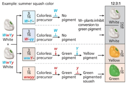 <p>12;3;1, dominant allele will mask phenotypic expression of alleles at a second locus</p>
