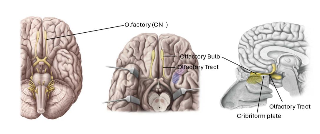 <p>Important for SMELL</p>