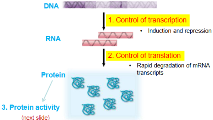 <p>levels of regulation </p>