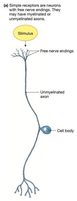 <p>The “free nerve ending” is the dendrites which are embedded within tissue. Can be myelinated or not.</p><p>Example:</p><p>Nociceptors (pain) &amp; Thermoreceptors (temperature) in <strong>skin</strong></p>