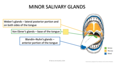 <p>Weber's glands</p><p>Von Ebner's glands</p><p>Blandin-Nuhn's glands</p>