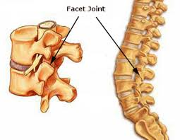 <p>smooth, flat articular surface</p>