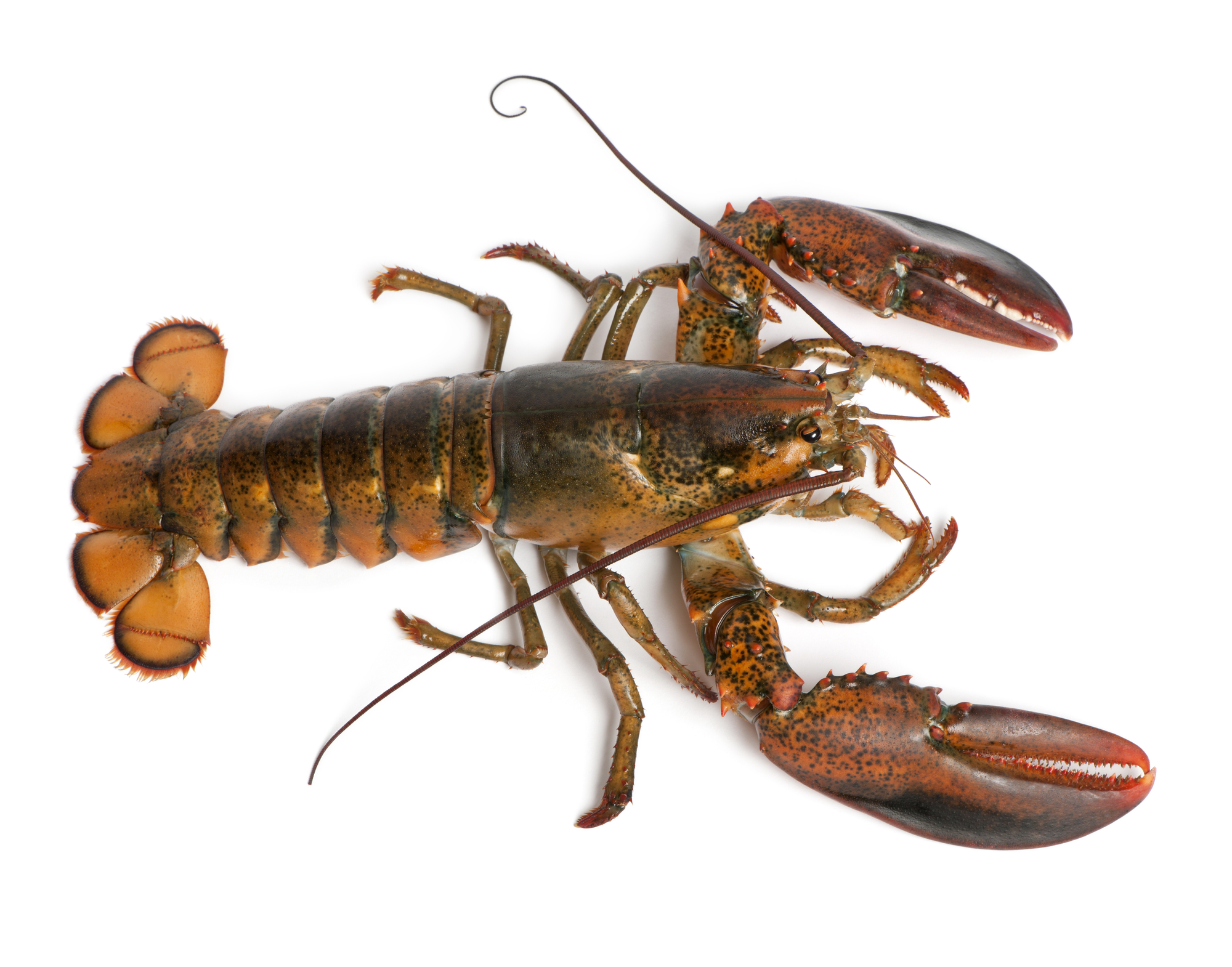 <p>American Lobster</p>