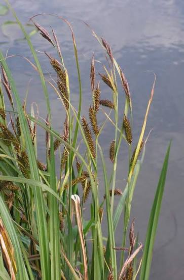 <p>Domed ligule, wider leaves</p>