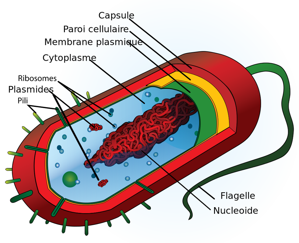 <p>Les organismes procaryotes les plus diversifiés et les plus répandus. </p>
