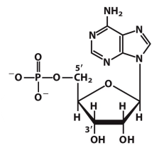 <p>What is this structure?</p>