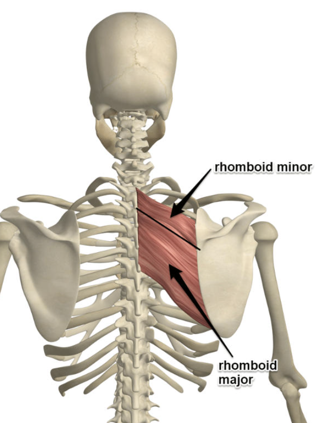 <p>Origin: ligamentum nuchae, spinous process</p><p>insertion: medial border of scapula (at the spine)</p><p>actions: adduct and elevate scapula</p><p>innervation: dorsal scapular nerve</p>
