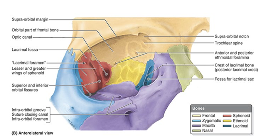<ul><li><p>bony cavities shaped like quadrangular pyramids w/ their bases directed anterolaterally &amp; their apices posteromedially</p></li><li><p>apex = optic canal</p></li><li><p>base = orbital margin (surrounds orbital opening)</p></li></ul><p></p>