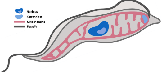 <p>Dense mitochondrial DNA network in <u>trypanosome</u></p><p>Needed for survival in arthropods, loss associated with drug resistance</p>