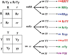 <p>- Another procedure for predicting the outcome of a cross involving two or more genes.</p><p>- Tallying the gametes in a diagram of branching lines.</p>