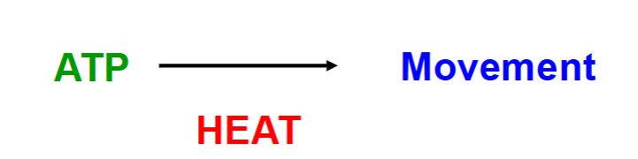 <ul><li><p>Muscle tension - contraction to generate force</p><ul><li><p>action = production of body movement</p></li></ul></li><li><p>heat production</p></li></ul><p></p>