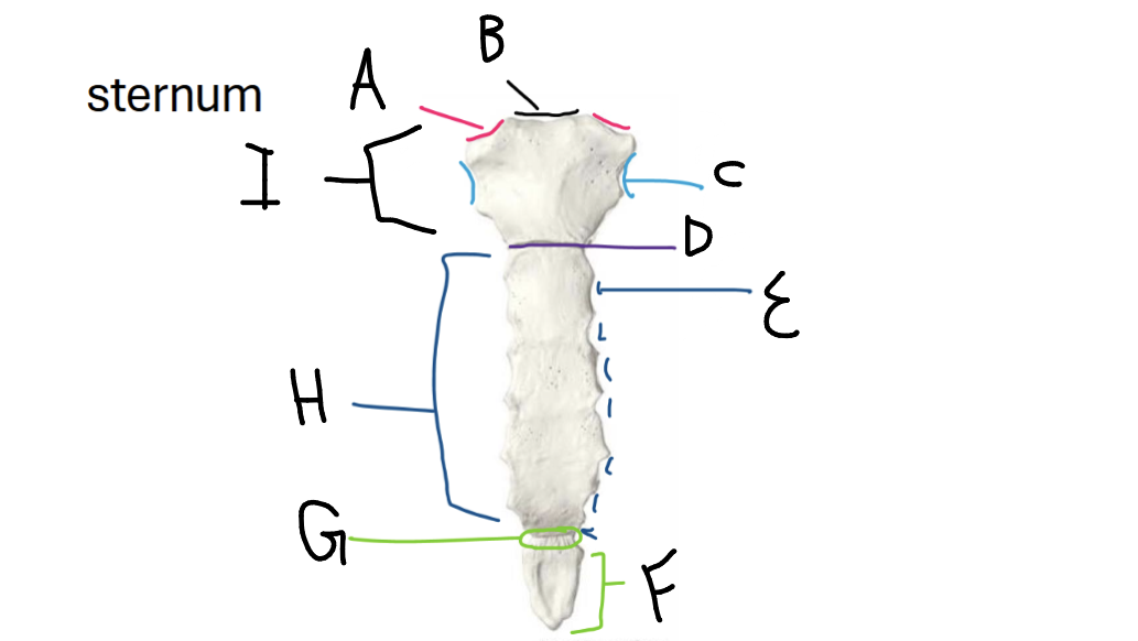 <p>C</p>