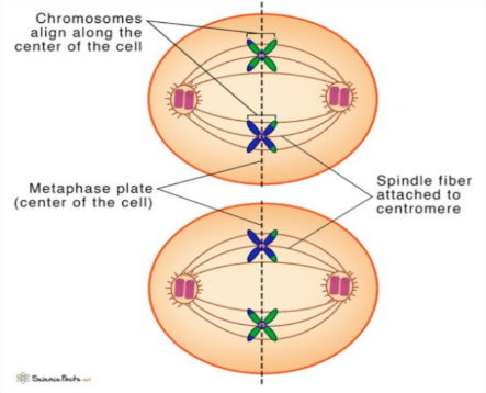 <p>- Chromosomes line up at the cell center.</p><p>- Spindle fibers attach to sister chromatids.</p>