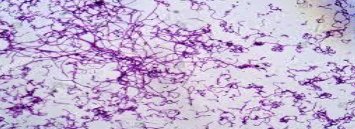 <p>Specimen (microscopically slide):</p><p>• Name of organism:</p><p>• Stain:</p><p>• Sample from: culture or pus or in tissue</p><p>• Morphology</p>