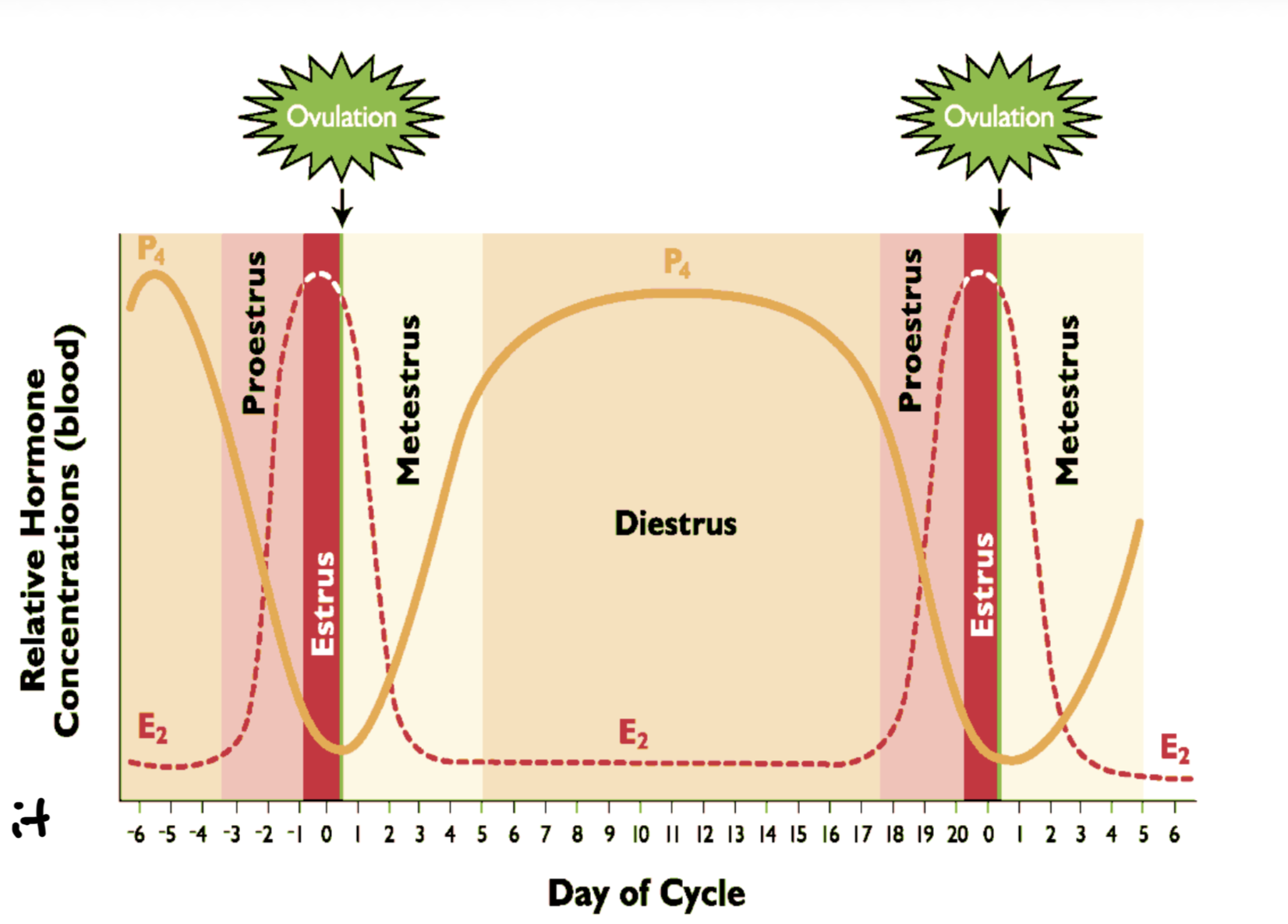<p>Max P4 production - CL is dominant structure</p><p>Lowest E2 though follicles continue to grow in waves and undergo atresia in domestic livestock so small increases</p><p>Tonic secretions of LH and FSH but not surge secretions b/c P4 blocks it</p><p>Longest period of cycle</p>