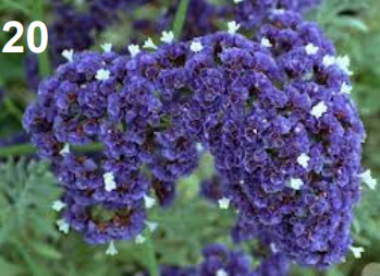<p>Limonium</p>