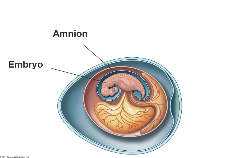 <p>encloses a compartment of fluid that bathes the embryo and acts like a hydraulic shock absorber</p>