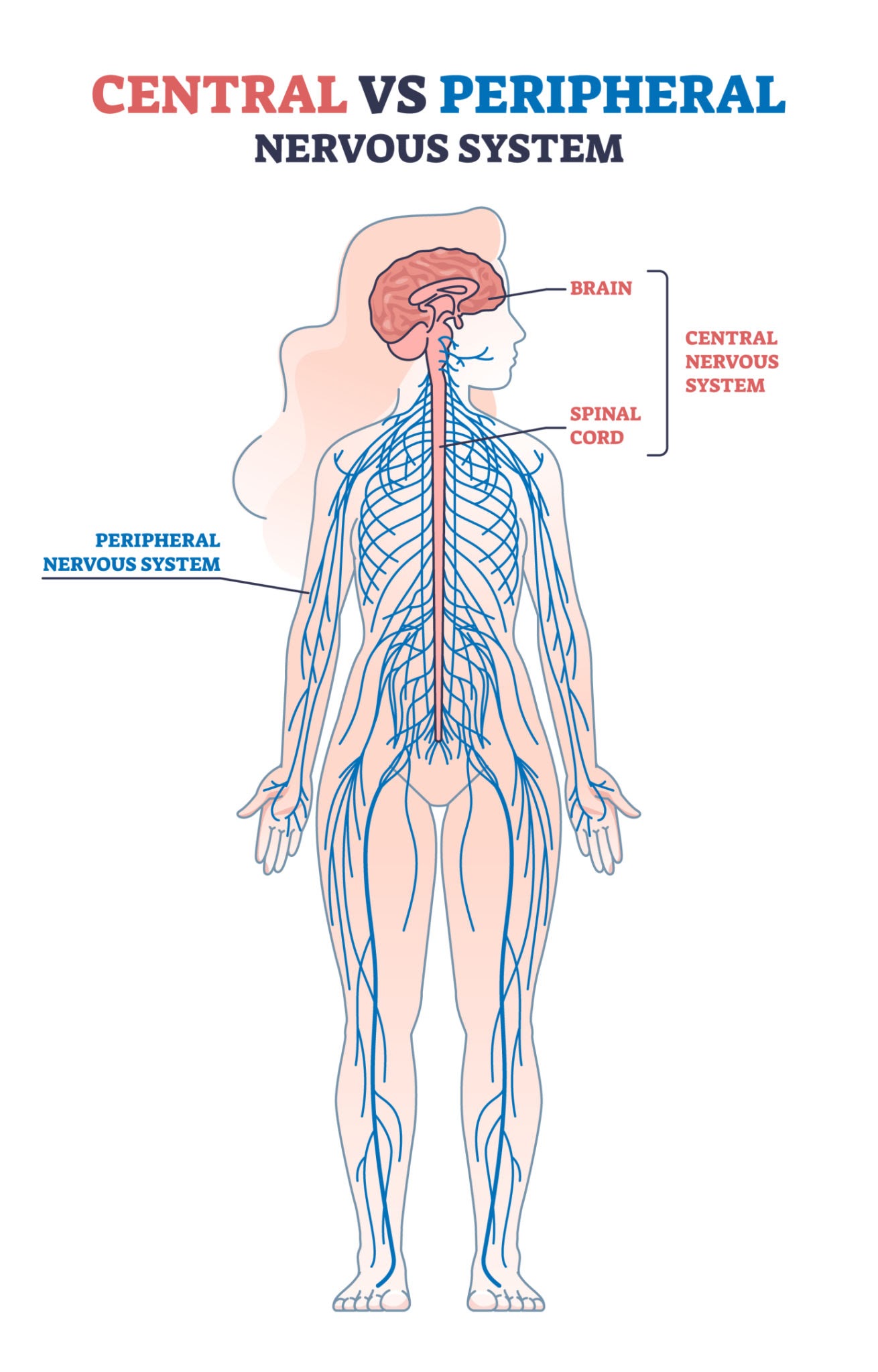 <p>Peripheral Nervous System (PNS)</p>
