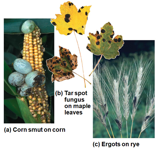 <p>Parasitic/Parasites</p>