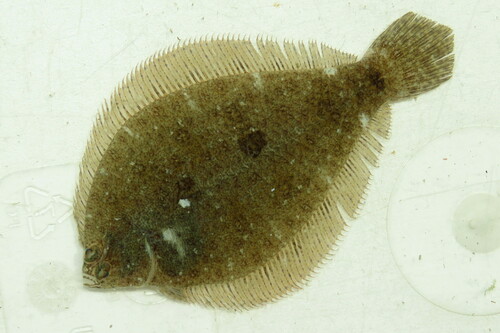 <p>Left-eyed, Black scale margins on eyes, lower eye slightly on front, mouth does not reach eyes</p>