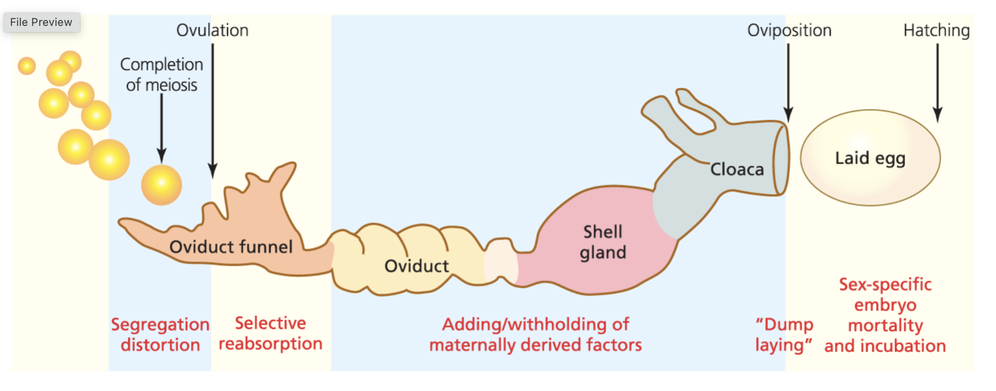 <p>ex: selective reabsorption by meiotic drive, or dump laying/purging</p>