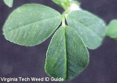 <p>Identify the weed</p>