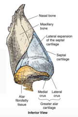 <p>1. septal cartilage</p><p>2. lateral expansion of the septal cartilage</p><p>3. greater alar cartilage </p><p>4. possibly several smaller cartilages</p>