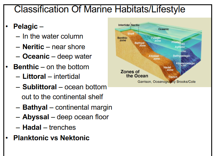 <p><span style="color: rgb(0, 0, 0);"><span>based on organisms’ habitat in the water column and their lifestyle:</span></span></p><p><span style="color: rgb(0, 0, 0);"><span>-pelagic (in the water column) → </span></span><span style="color: rgb(0, 0, 0);"><span>neritic (near shore), oceanic (deep water)</span></span></p><p>-benthic (on the bottom of the ocean floor) → littoral (intertidal), sublittoral (ocean bottom out to the continental shelf), bathyal (continental margin), abyssal (deep ocean floor), hadal (trenches)</p><p>-photic zone (sunlight zone, top 100m) vs. aphotic zone (no sunlight, 400m and deeper) vs. twilight (or dysphotic zone) (~1% of sunlight is coming through, 100-400m deep)</p><p>-light drives organism distribution, blue and green light penetrates deepest into water</p>