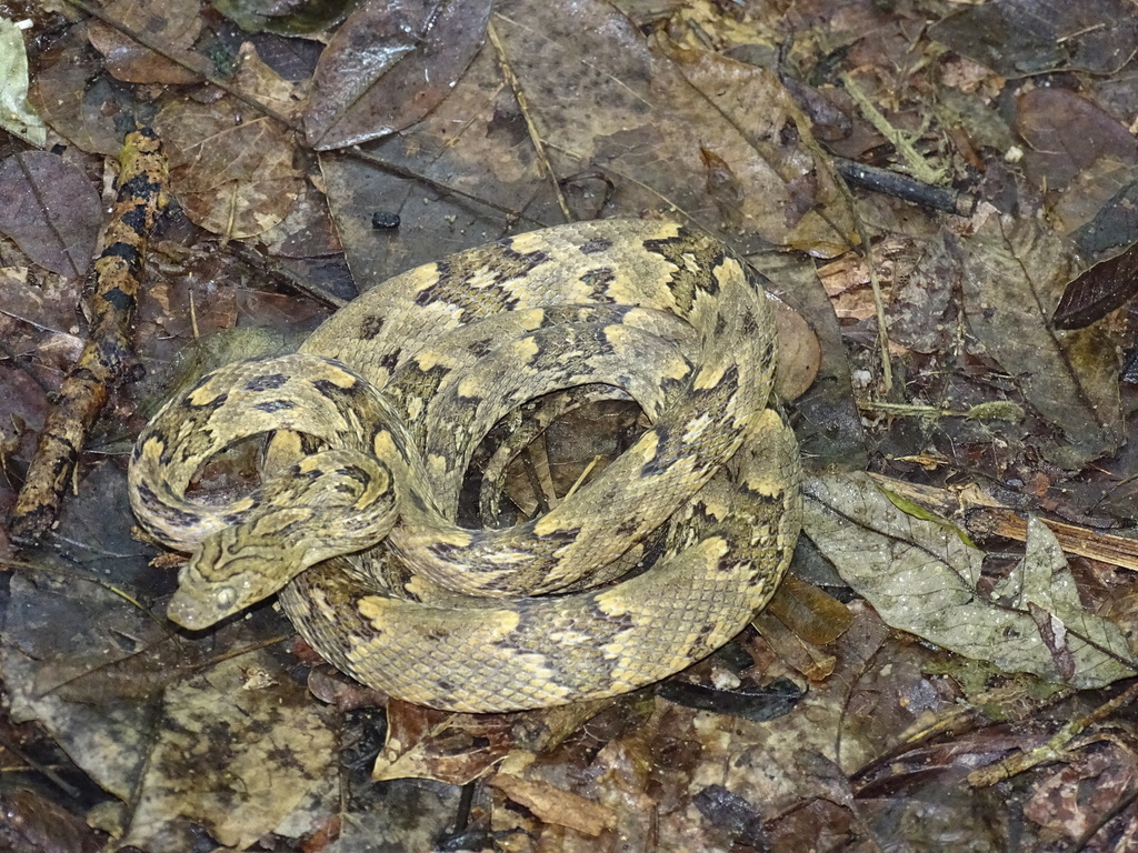 <p>Alethinophidia, Colubroidea, Colubridae<br>Trimorphodon biscutatus<br>Lyresnake</p>