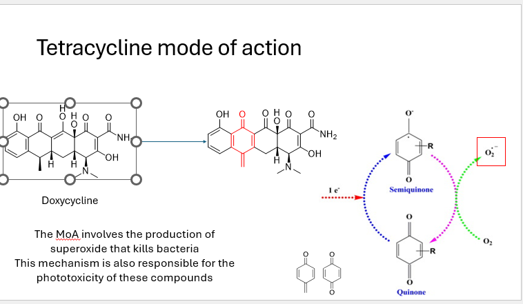 <ol><li><p>Produces superoxide radicals</p></li><li><p>Kills bacteria</p></li></ol><p>They are phototoxic as superoxide production increases UV damage</p>
