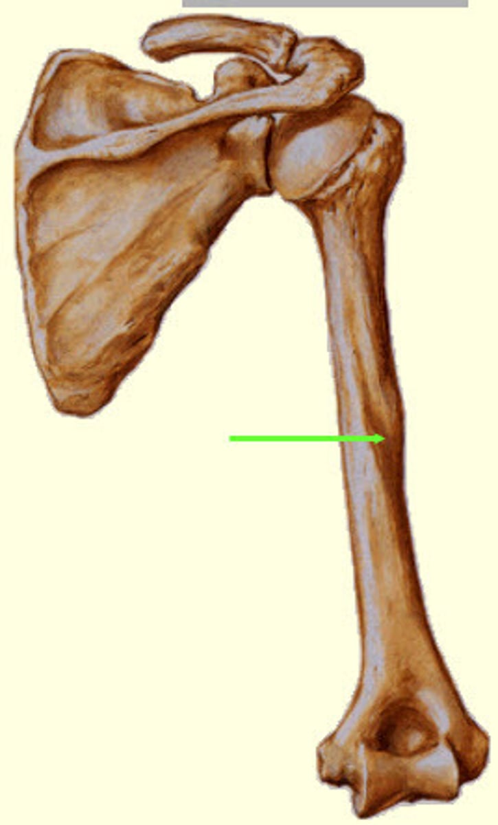 <p>inferolaterally around posterior humerus. </p><p>centred on deltoid tuberosity . </p><p></p><p>radial nerve, profunda brachii. separating the origin of the lateral head of the triceps above and the origin of the medial head below.</p>