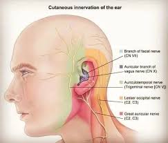 <p>lesser occipital nerve- innervates the skin of the auricle </p><p>greater auricular nerve</p><p>auricotemporal nerve (branch of CNV3)- innervates skind of auricle and external auditory meatus </p><p>auricular branch of the facial nerve- innervates deeer aspect of auricle and EAM </p><p>auricular branch of vagus nerve- innervates deeer aspect of auricle and EAM </p>