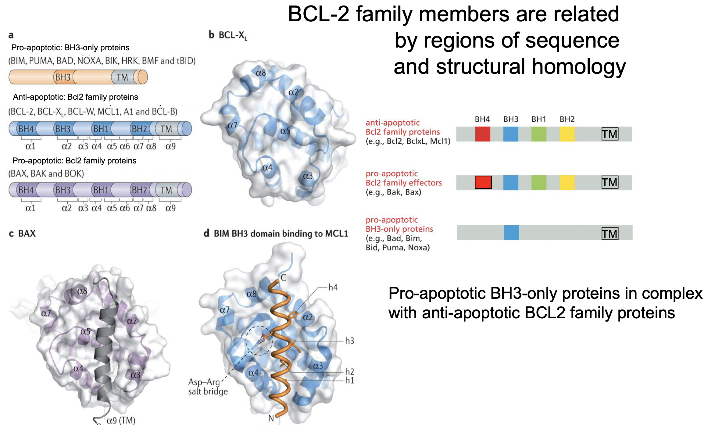 <p>Are all simelair in structure:</p><ul><li><p>All use BH-3 domain</p></li></ul><p></p><ul><li><p>Stops Apoptosis</p></li></ul><p>Bcl2</p><p>BclxL</p><p>All BH-3 only proteins stop apoptosis</p><p></p><ul><li><p>Starts Apoptosis</p></li></ul><p>Cytochrome-C<br>Bad<br>Bak<br>Bax<br>Bim</p><p></p><p></p><p>(Cool that Apotosis needs to be stop it is not activated)</p>
