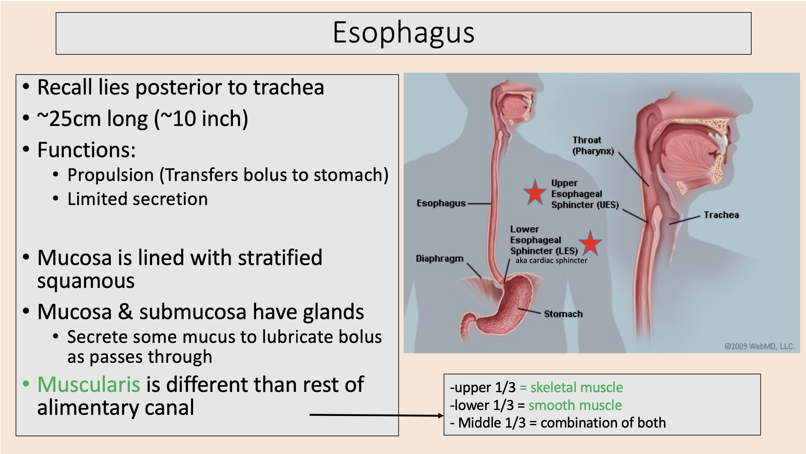 <p><span style="background-color: rgb(231, 230, 230);"><mark data-color="#ffffff" style="background-color: rgb(255, 255, 255); color: inherit;">esophagus</mark></span></p>
