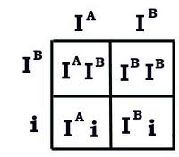 <p>traits that are controlled by more than two alleles (ex. ABO blood typing = A allele, B allele, & O allele)</p>
