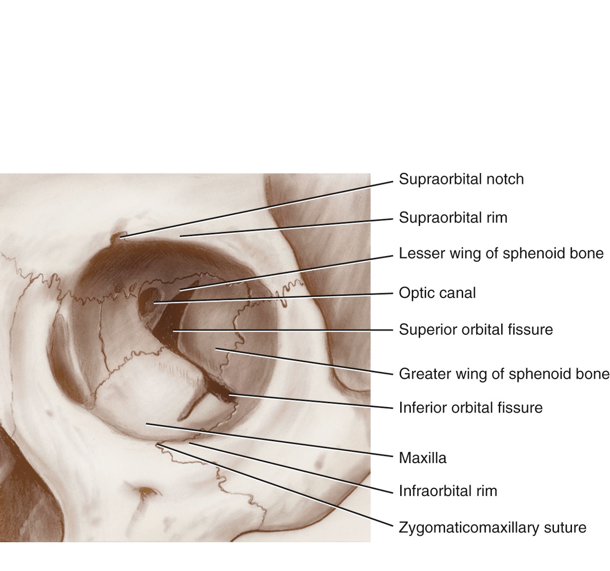 <p>Superior Orbital Fissure #31</p>