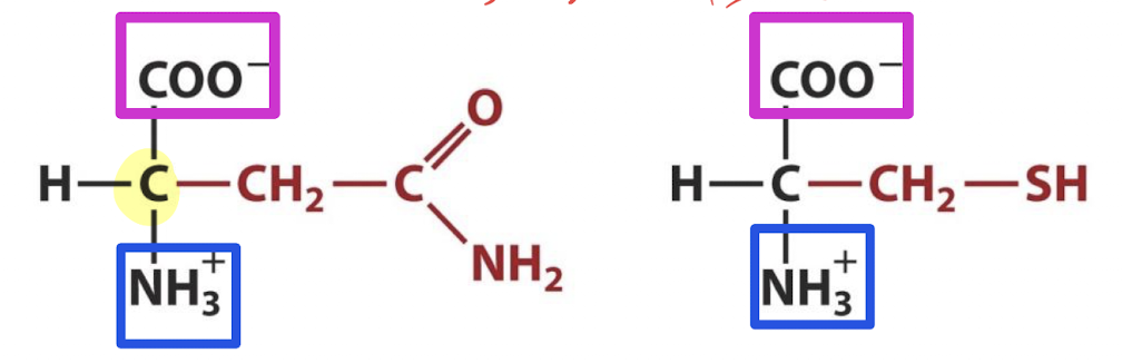 <p>A monomer biomolecule class comprised of a central carbon bonded to a carboxyl group and an amino group</p>