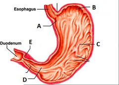 <p>A</p>
