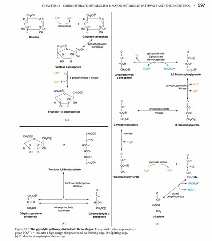<p>pg 7, pg. 8, pg. 9, pg. 10 in biochemistry notebook </p>