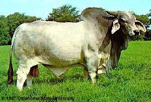 <p>American beef breed developed in the southwestern U.S. heat-tolerant with a shoulder hump.</p>