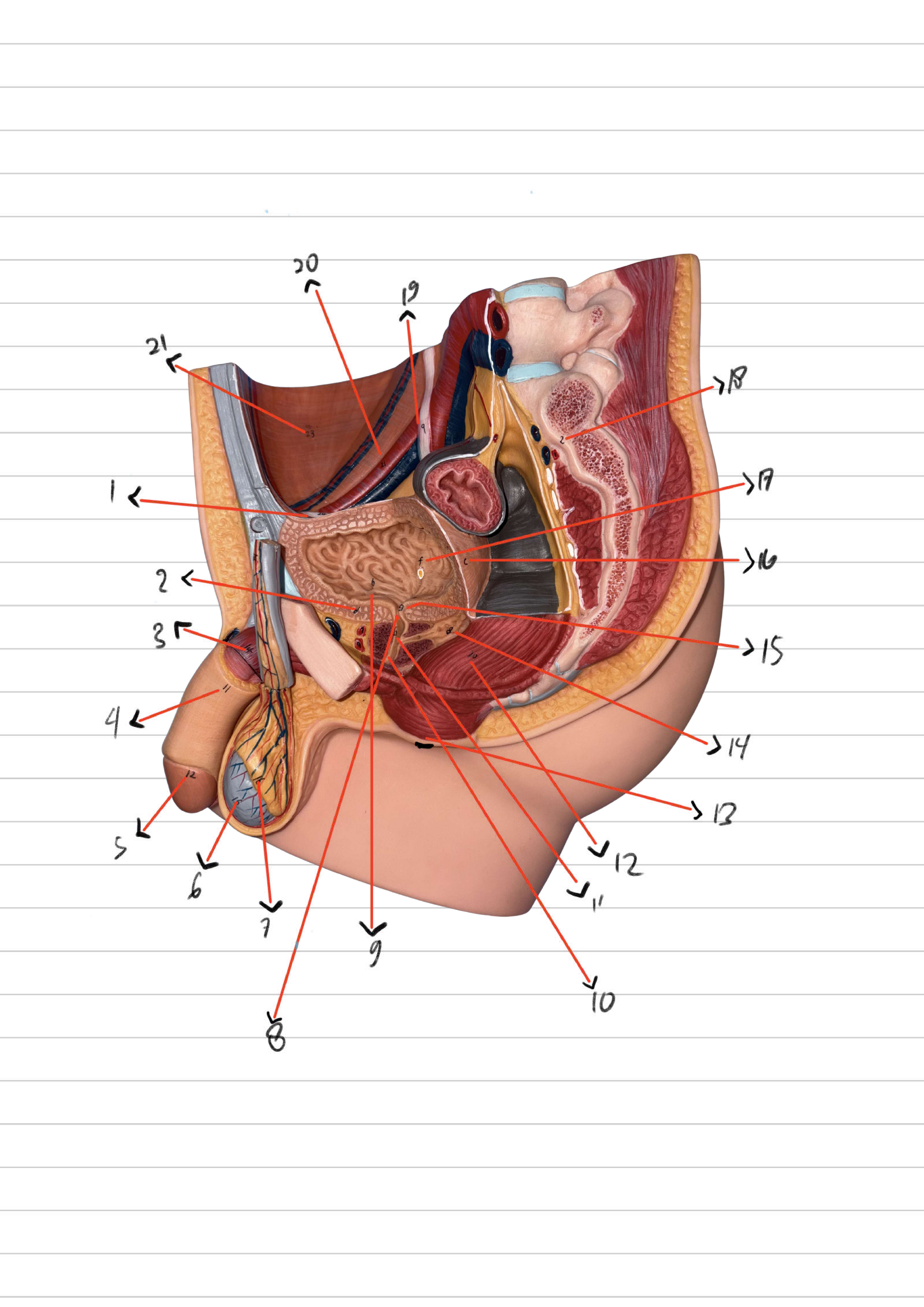 <p>Urethra Pars prostatica</p>